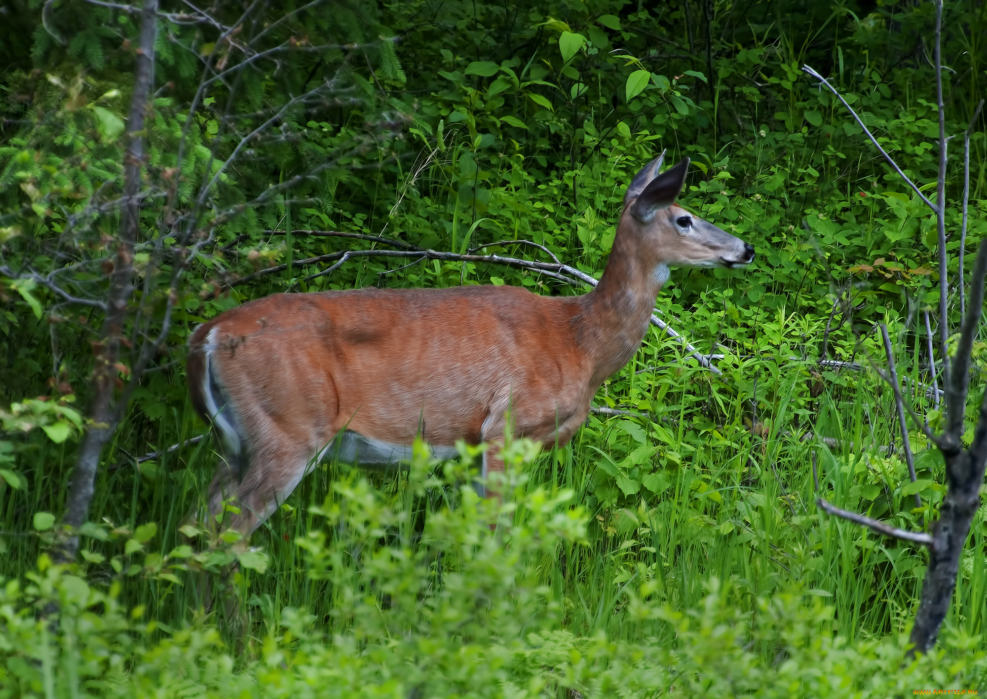 животные, олени, олениха