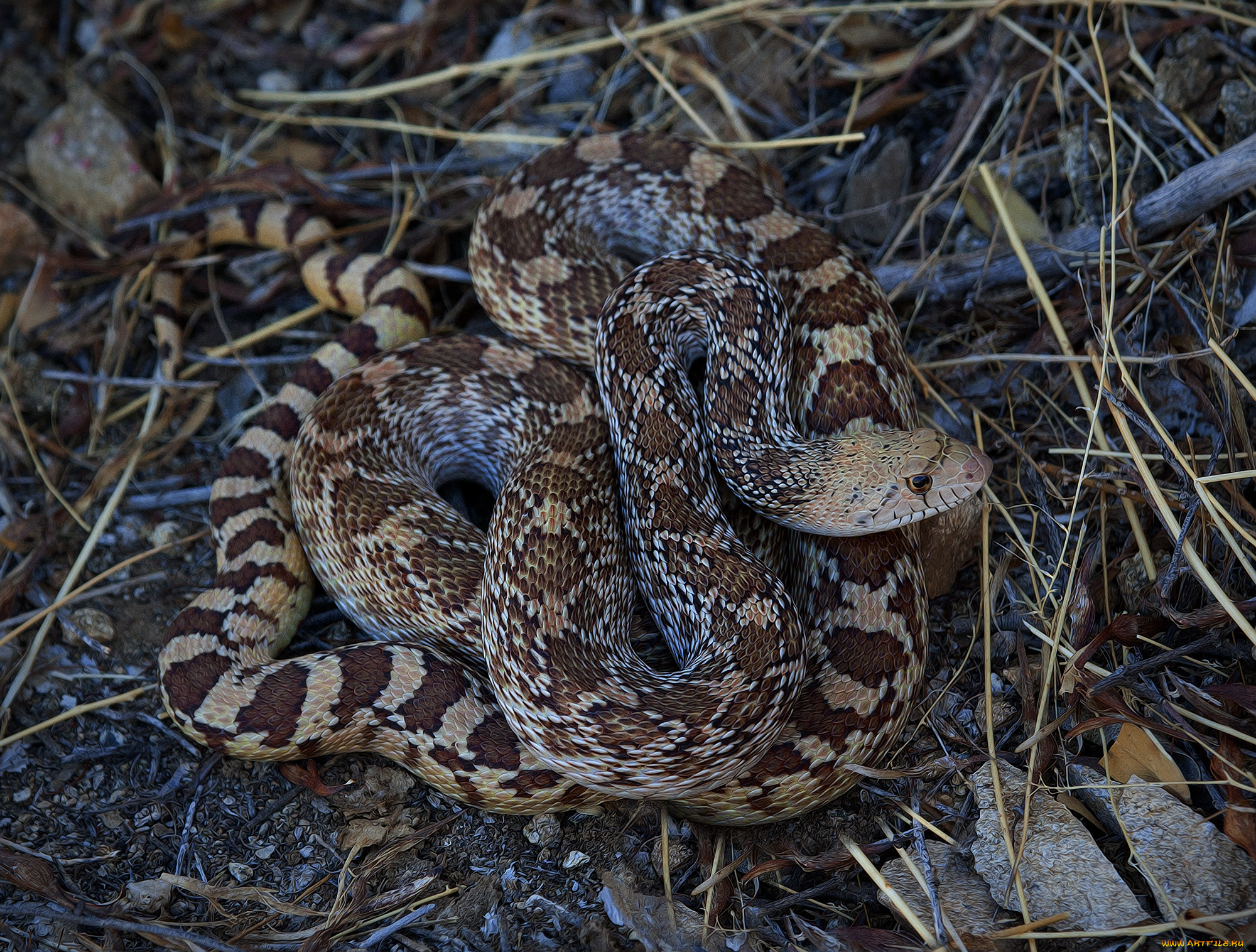 животные, змеи, , питоны, , кобры, змея
