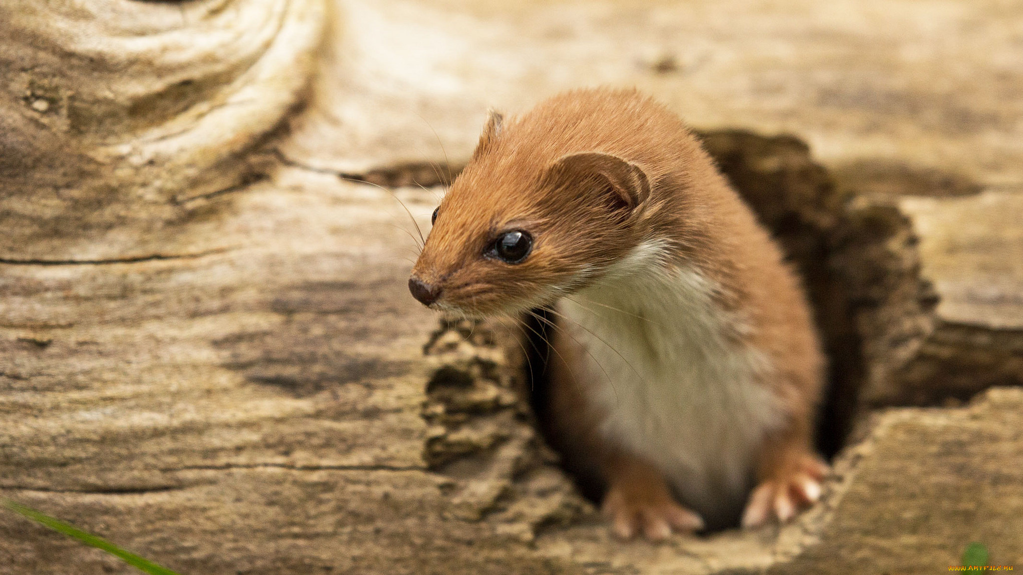 weasel, животные, хорьки, , куницы, , горностаи, , ласки, , соболи, ласка