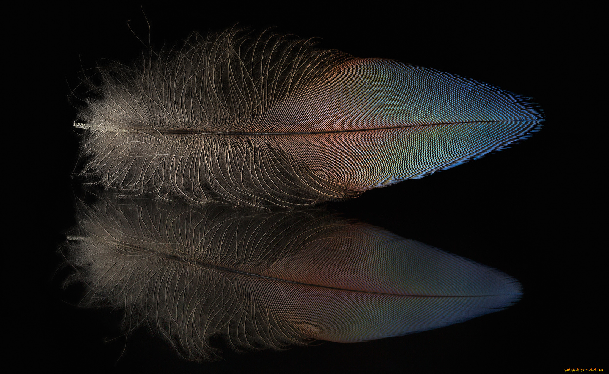 разное, перья, перо, отражение