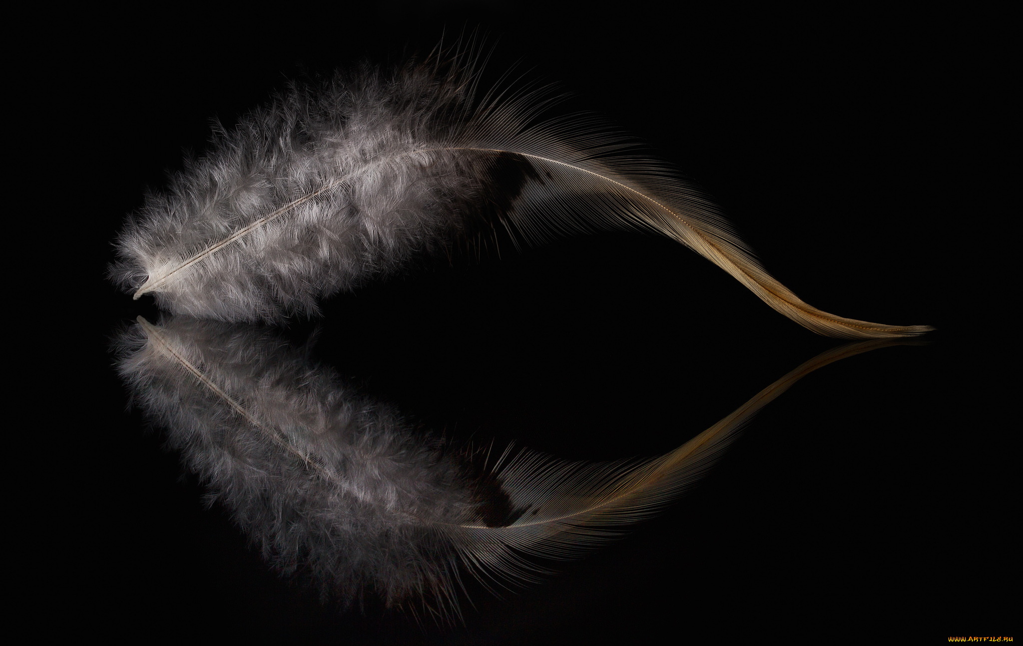 разное, перья, перо, отражение