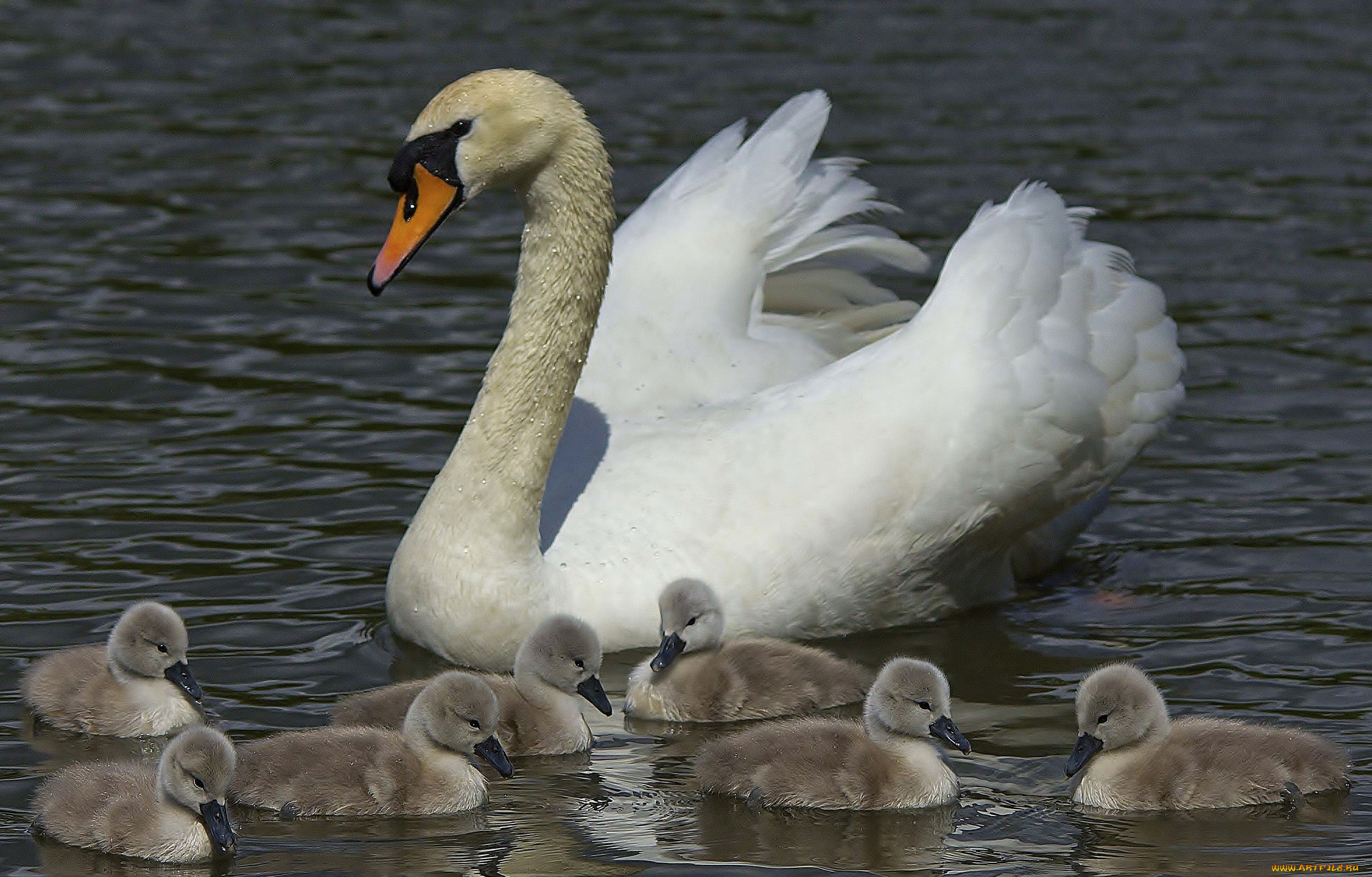 животные, лебеди, птенцы, лебедь