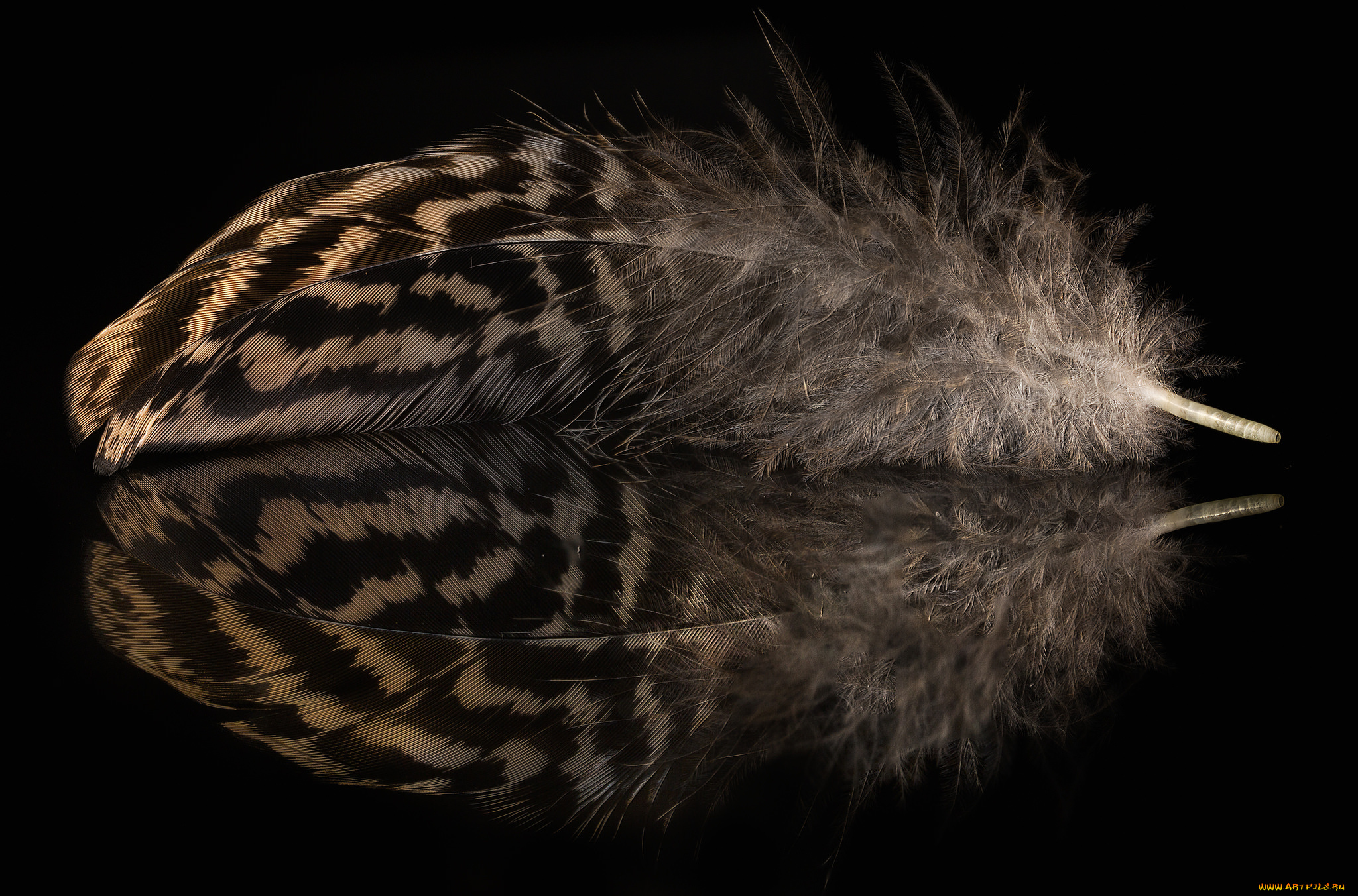 разное, перья, отражение, перо