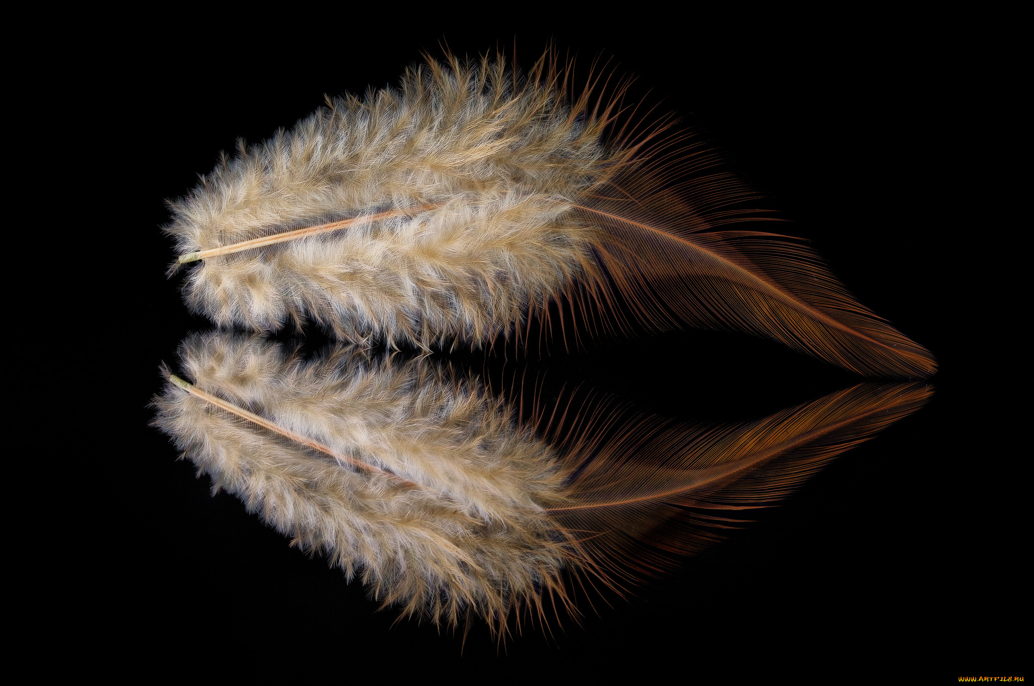 разное, перья, отражение, перо