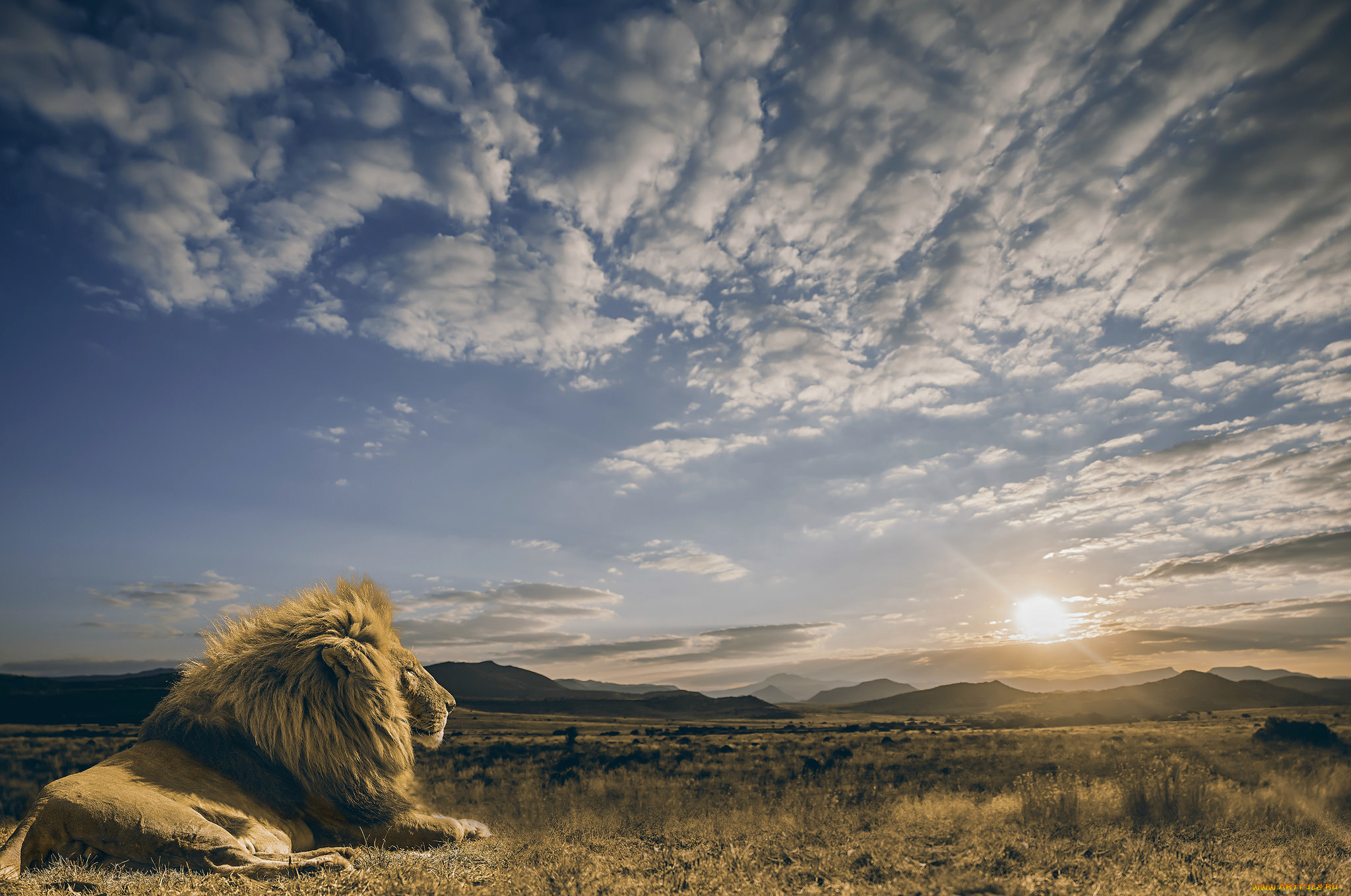 животные, львы, лев, солнце, царь, зверей, саванна, хищник, небо, облака, спокойствие