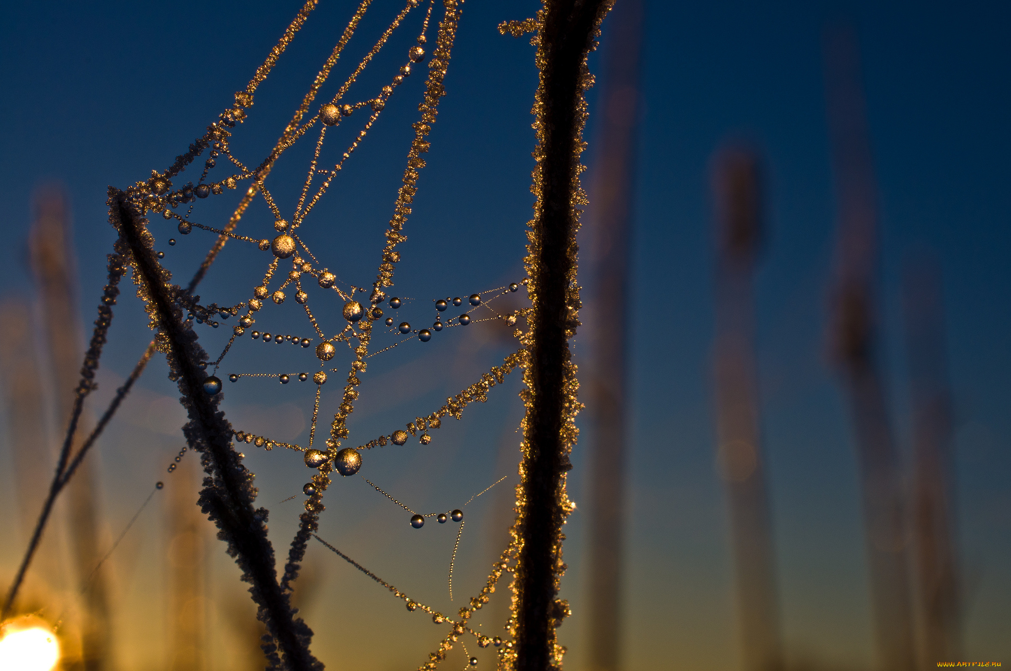 природа, макро, паутина, роса, трава, капли