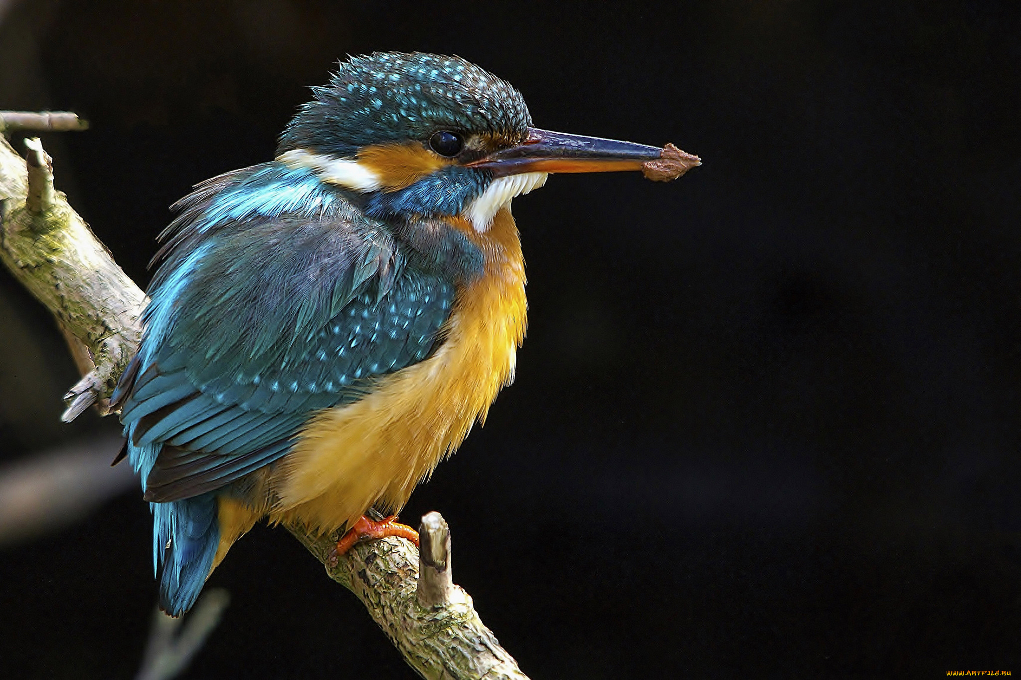 животные, зимородки, рыболов