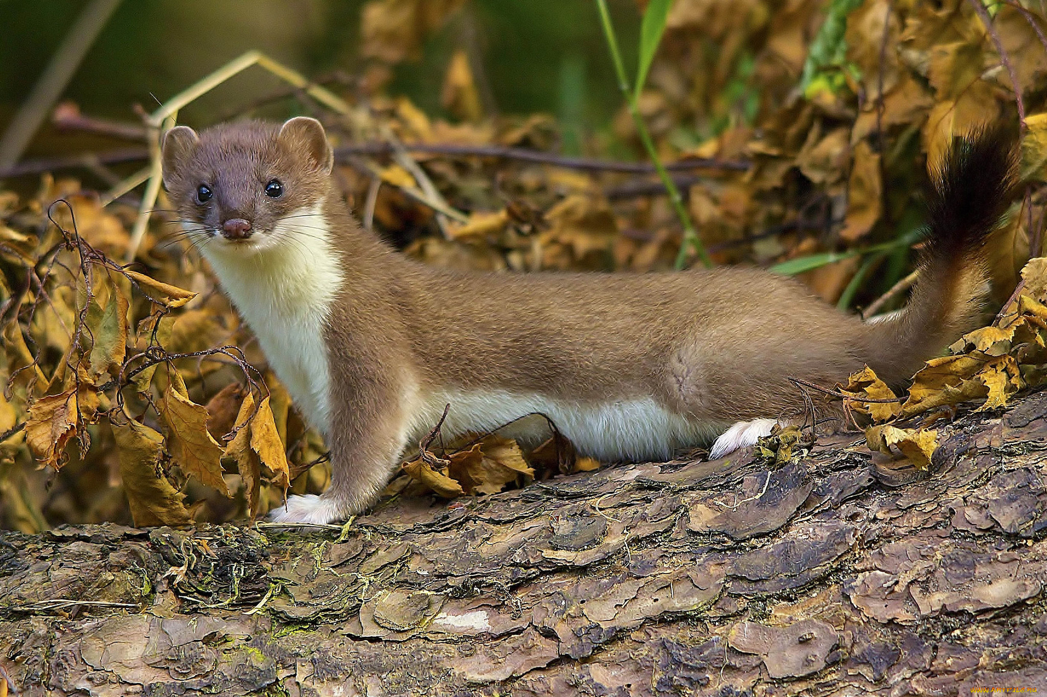 животные, хорьки, , куницы, , горностаи, , ласки, , соболи, горностай