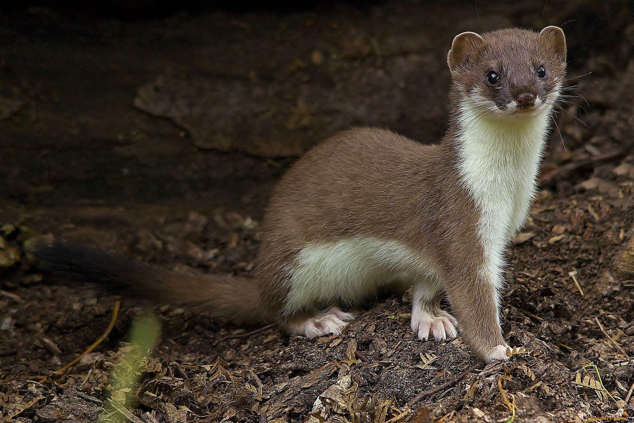 животные, хорьки, , куницы, , горностаи, , ласки, , соболи, горностай