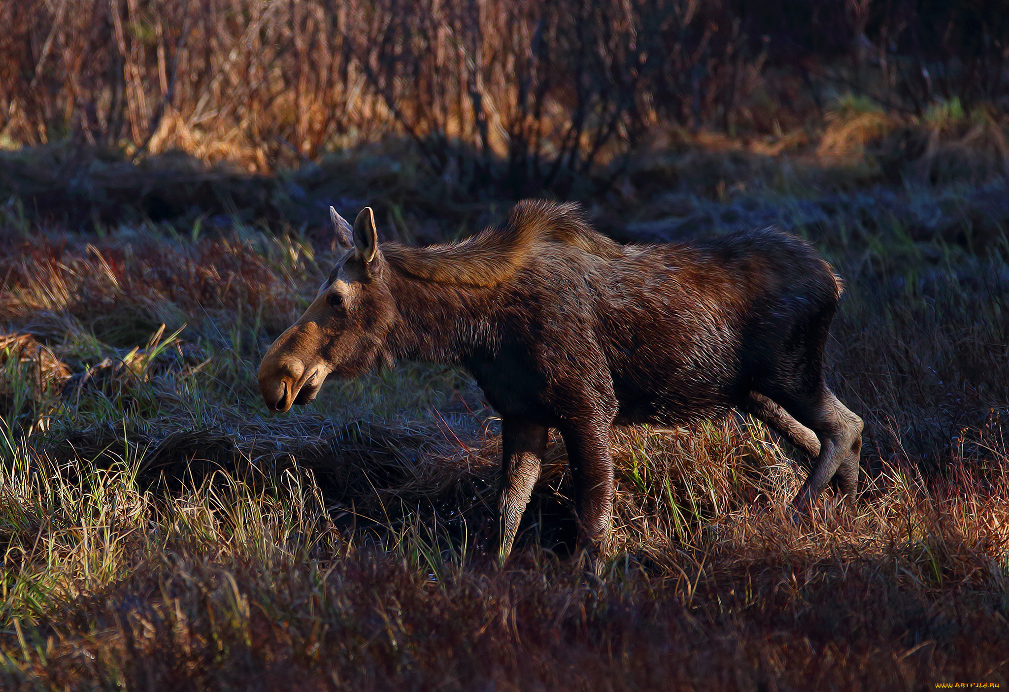 животные, лоси, сохатый