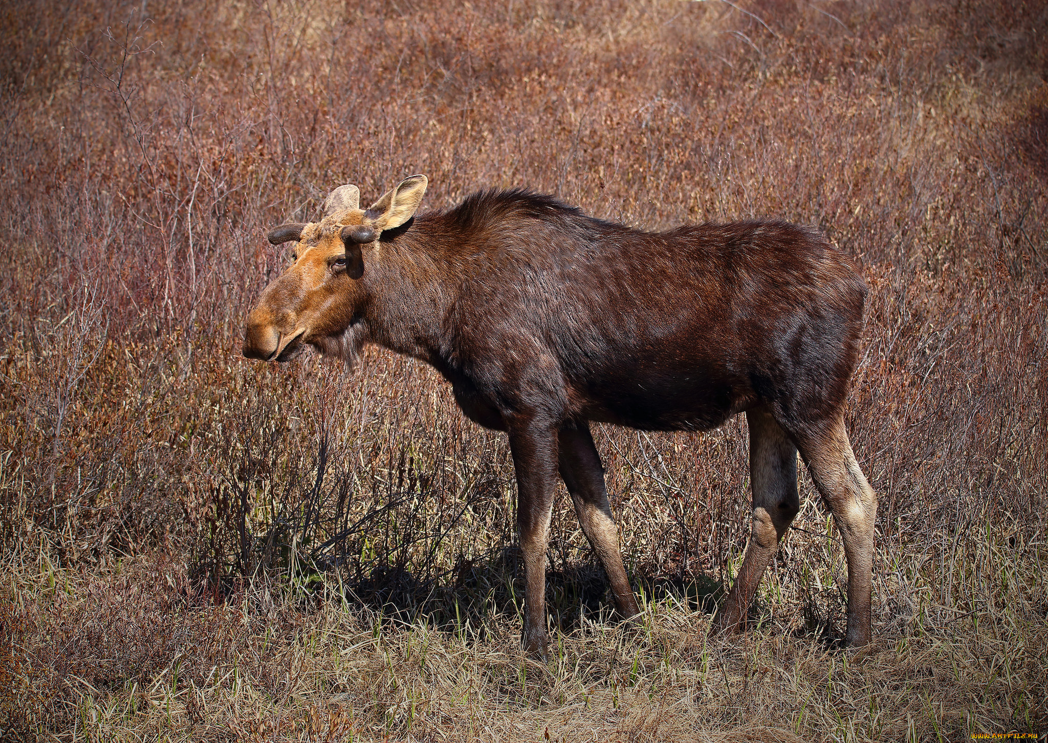 животные, лоси, сохатый