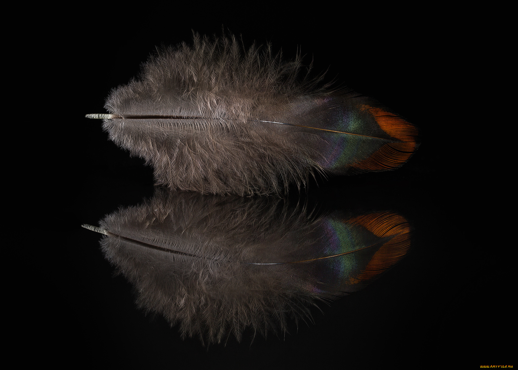 разное, перья, отражение, перо