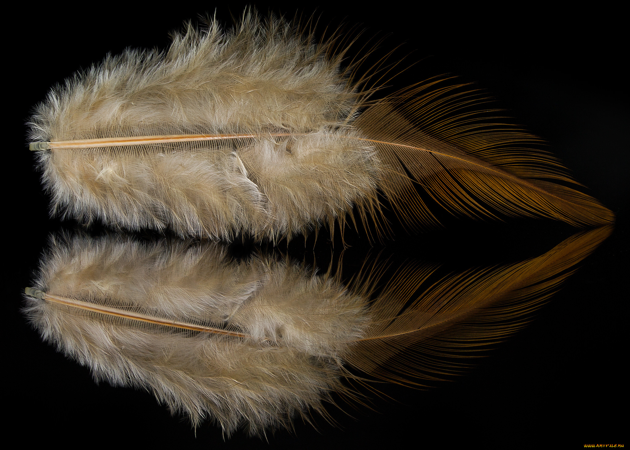 разное, перья, перо, отражение