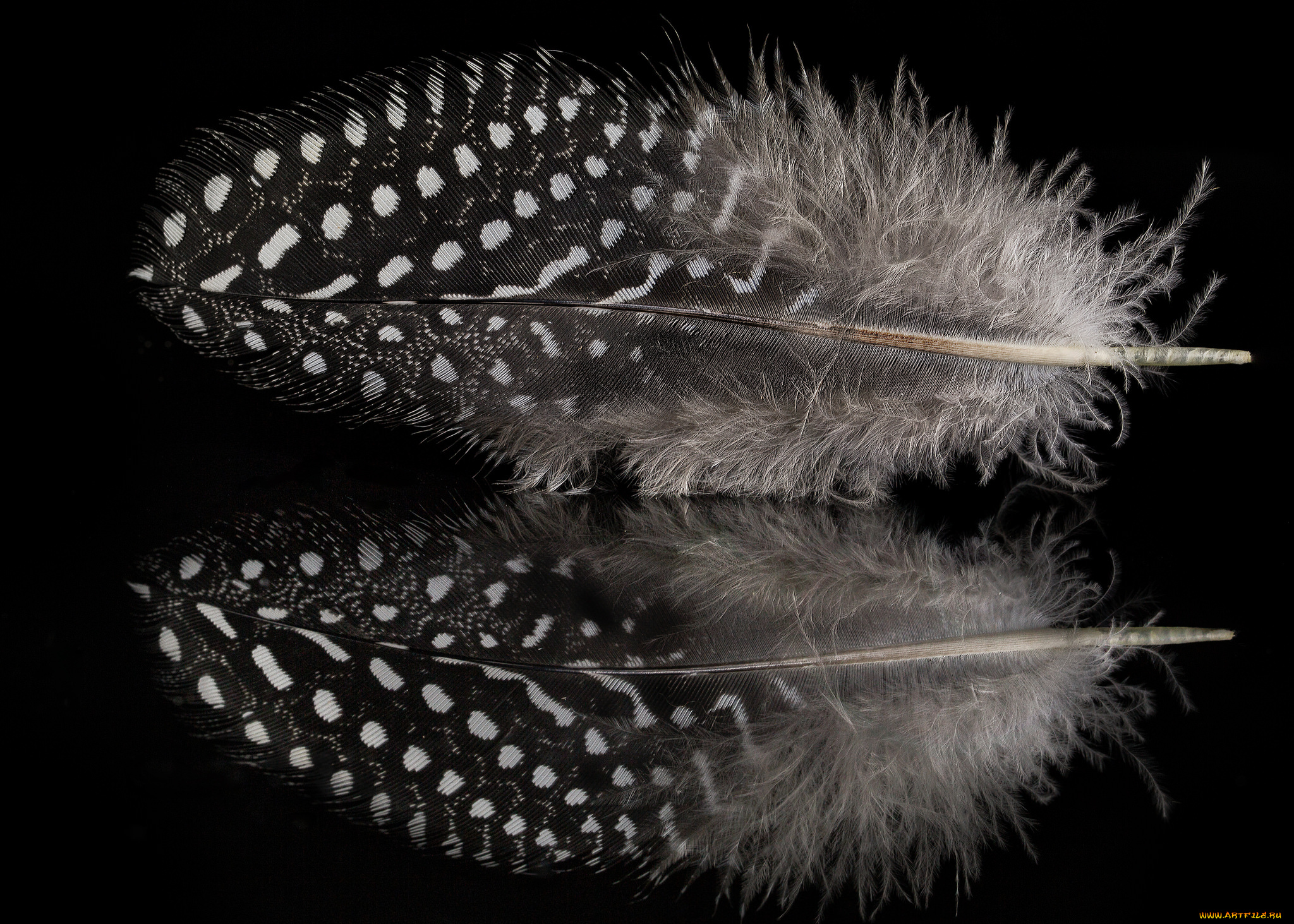 разное, перья, перо, отражение