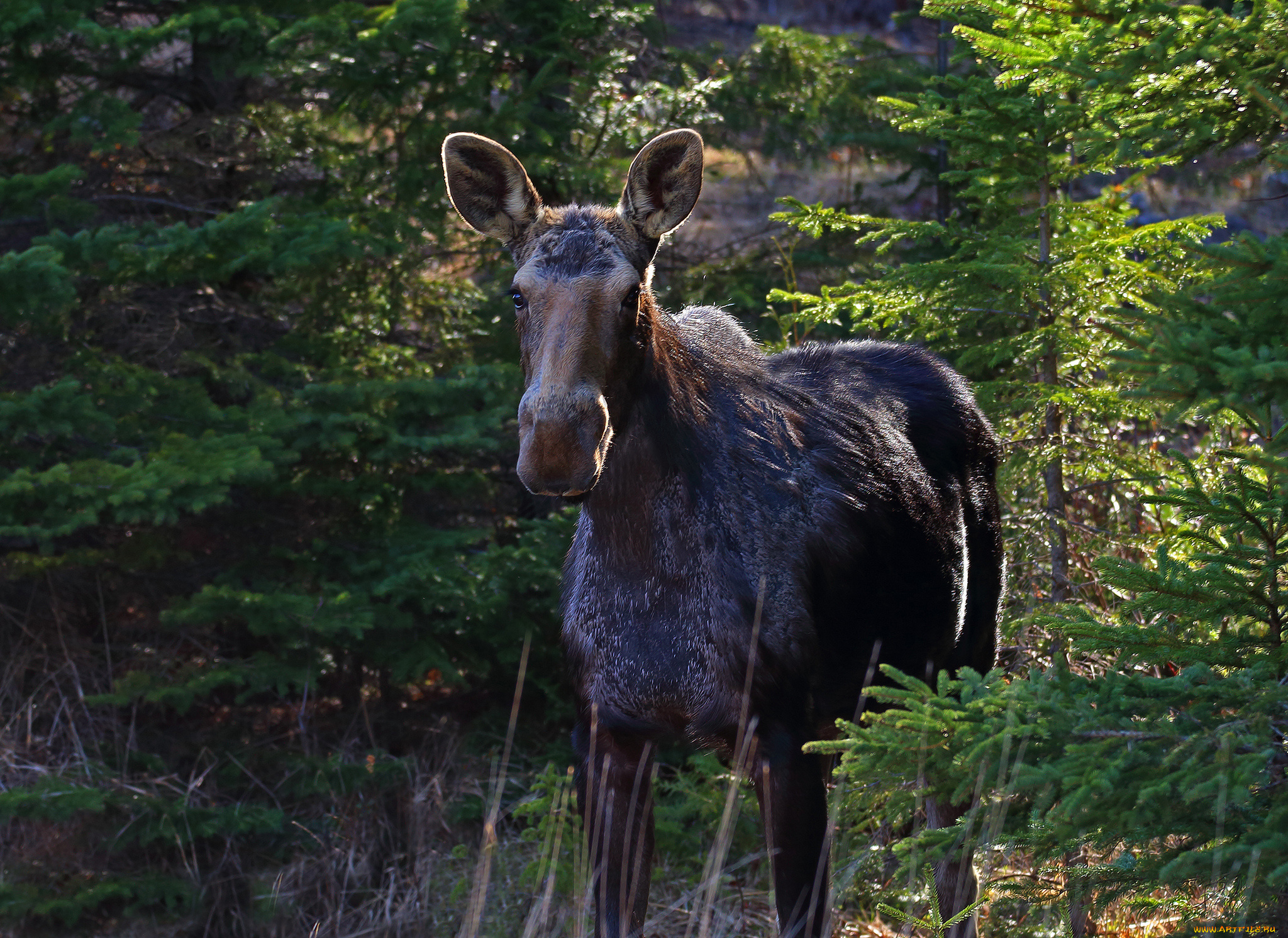 животные, лоси, сохатый