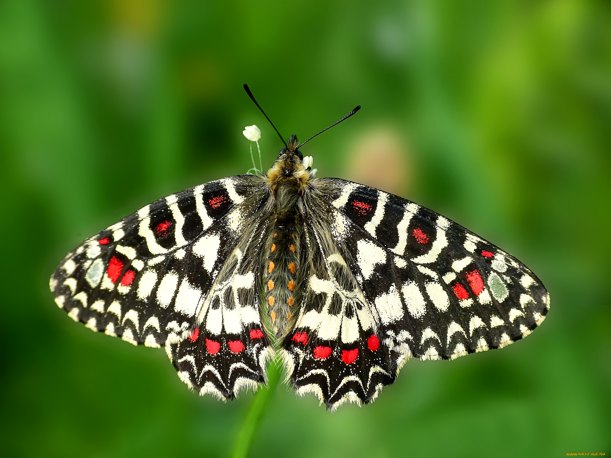 животные, бабочки, , мотыльки, , моли, бабочка