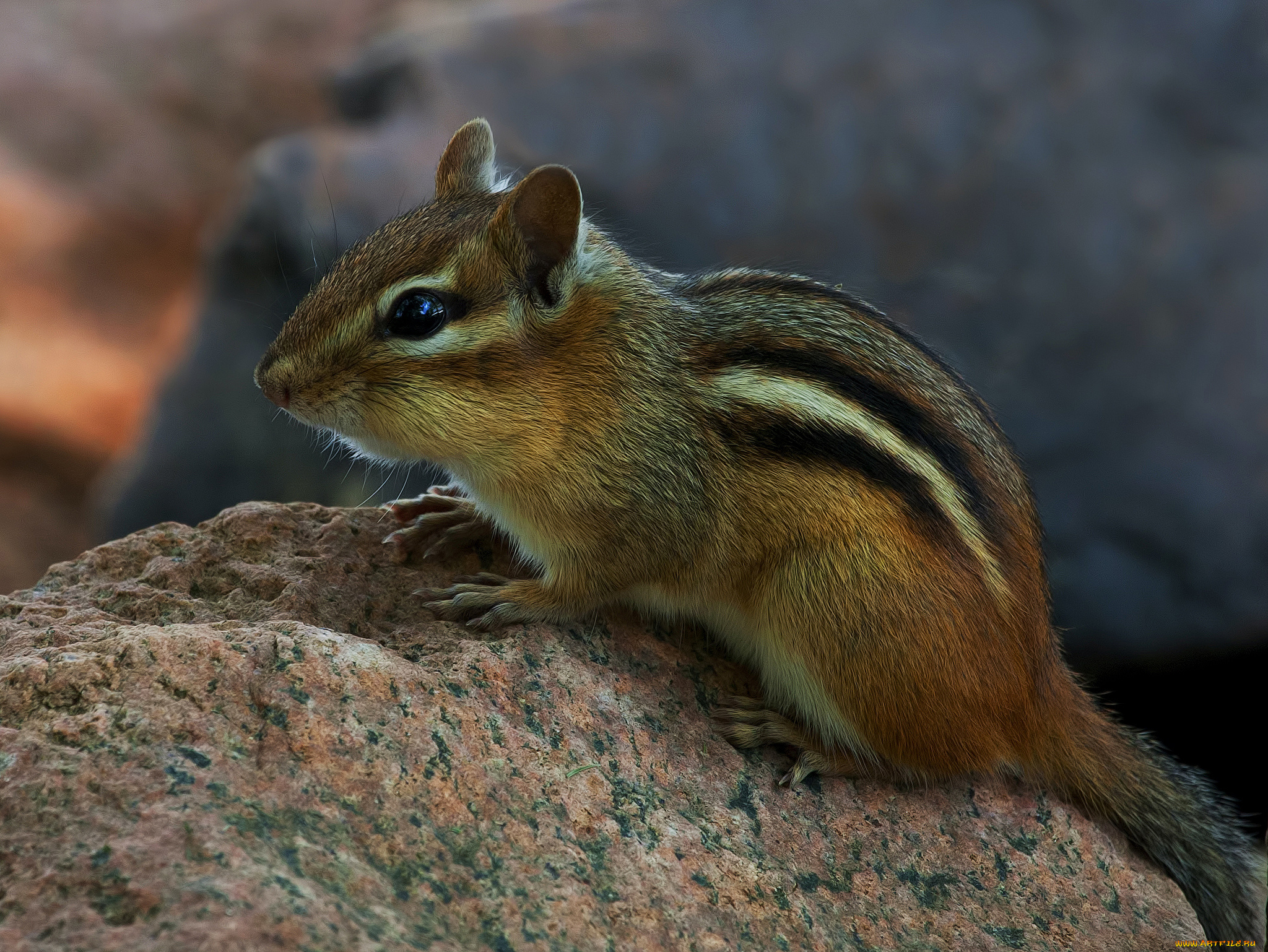 животные, бурундуки, бурундучок