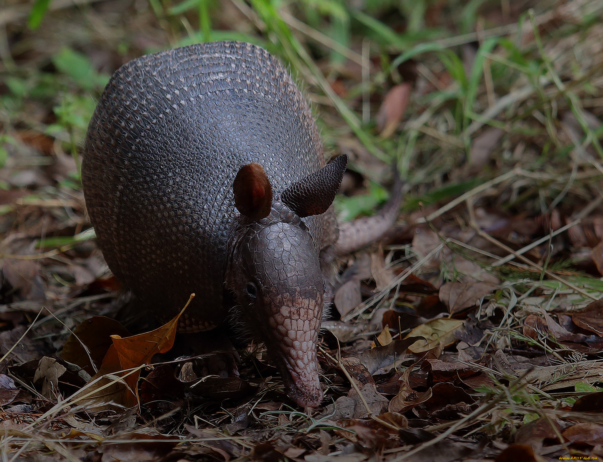 животные, броненосцы, броненосец
