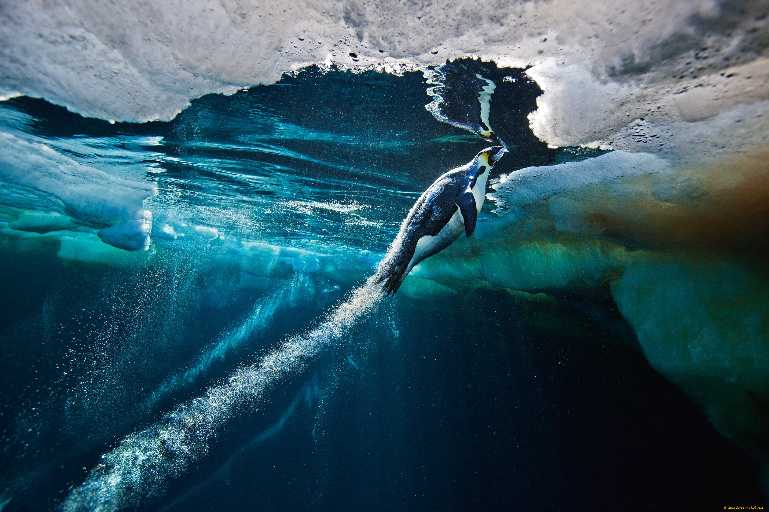 пингвин, животные, пингвины, море, птица