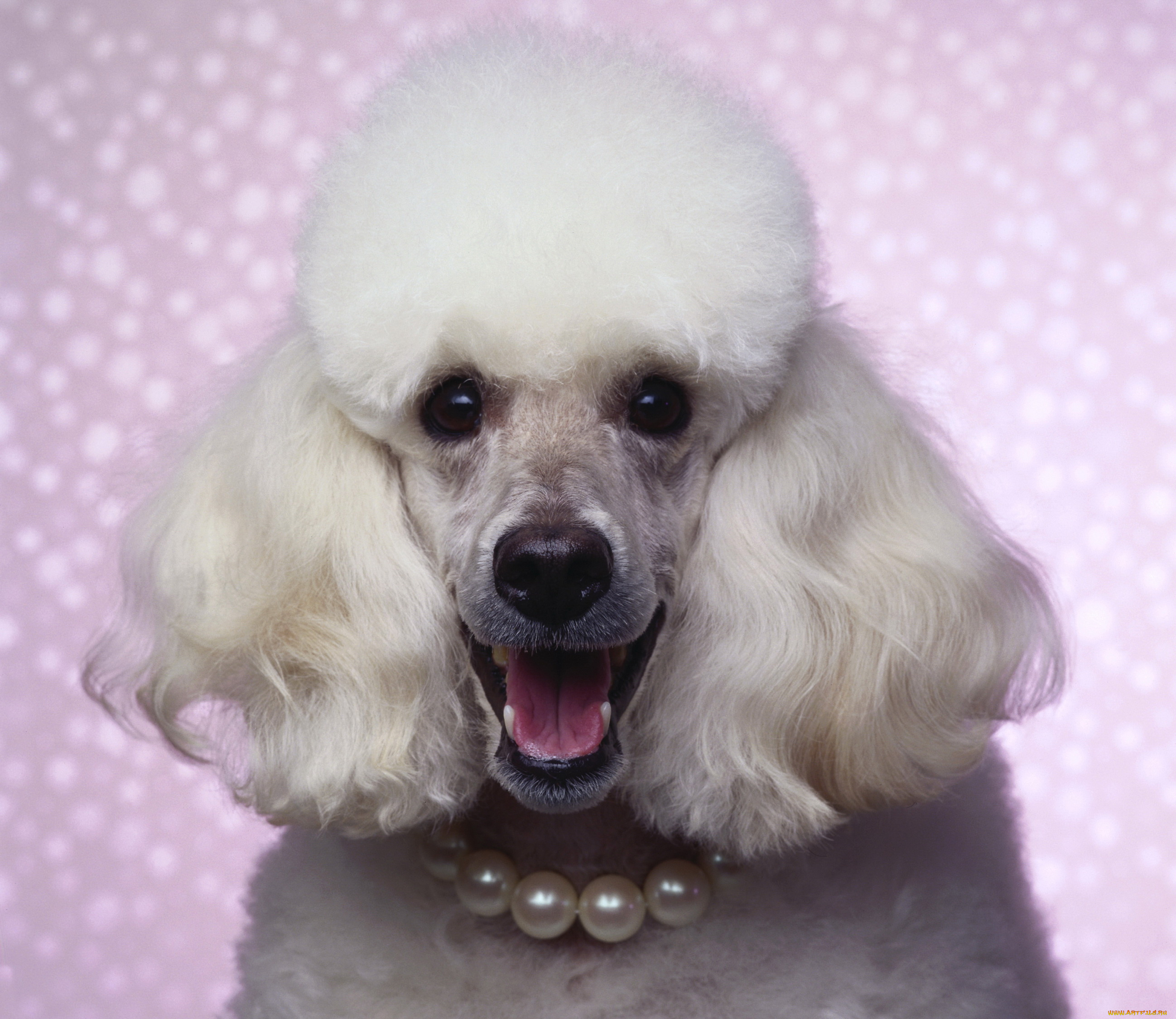 животные, собаки, пудель, собака, взгляд