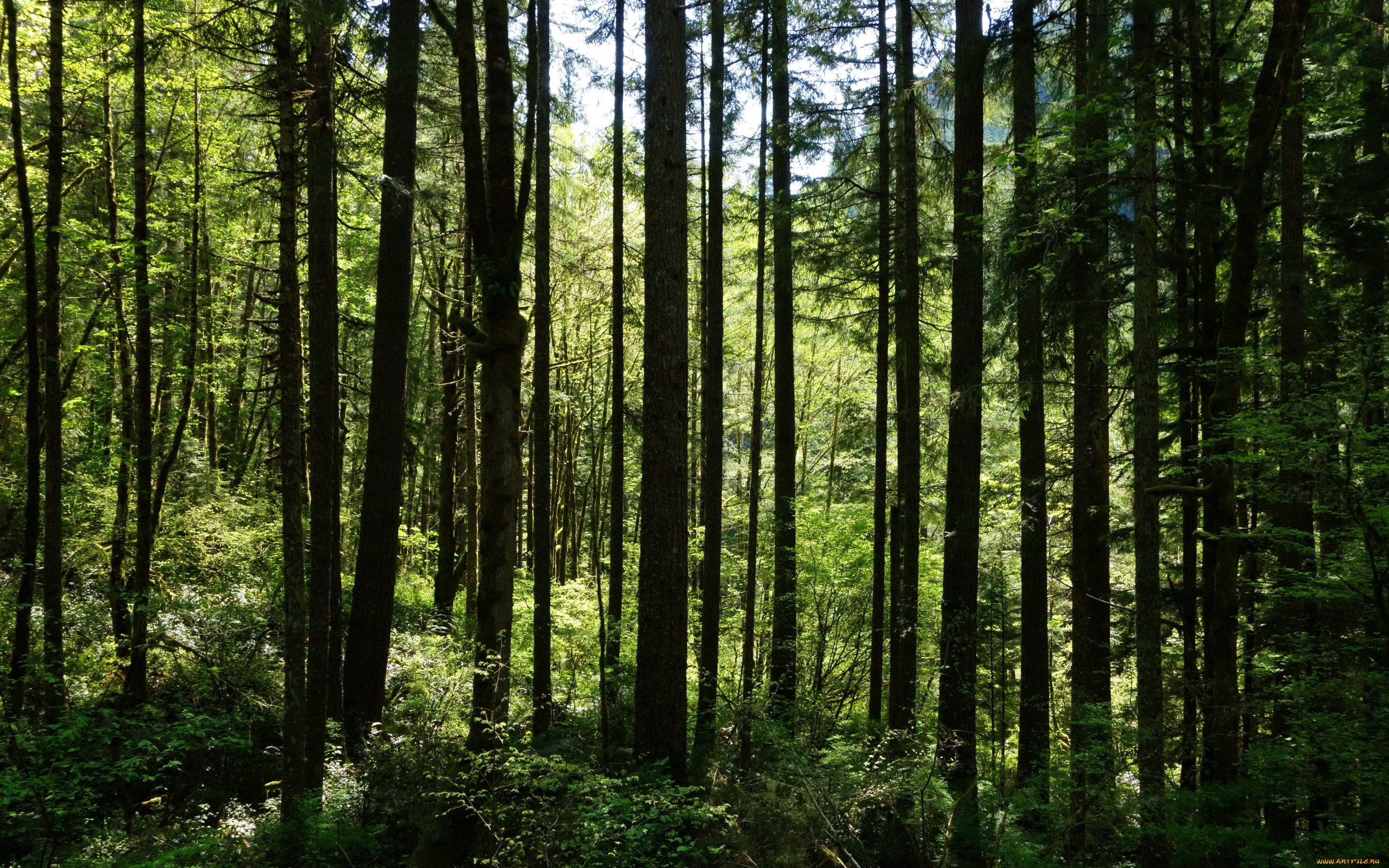 природа, лес, лето, зелень, трава, деревья, кусты