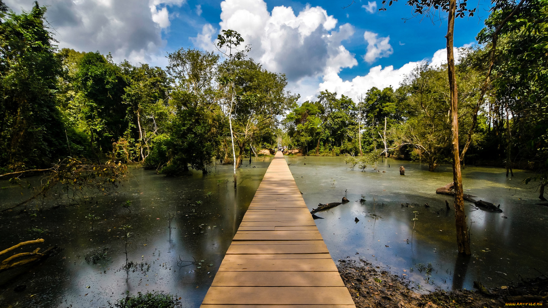 природа, реки, озера, река, лес