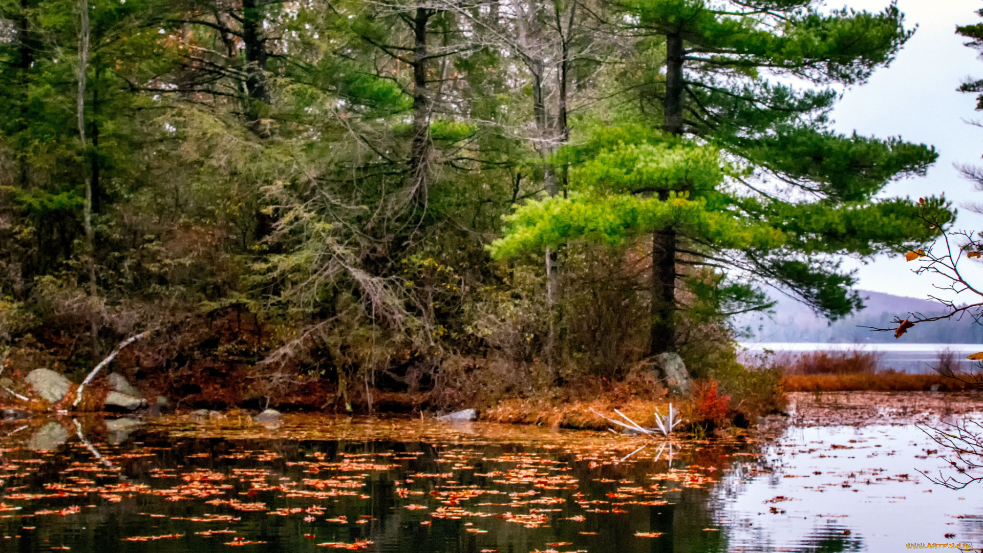 природа, реки, озера, река, лес