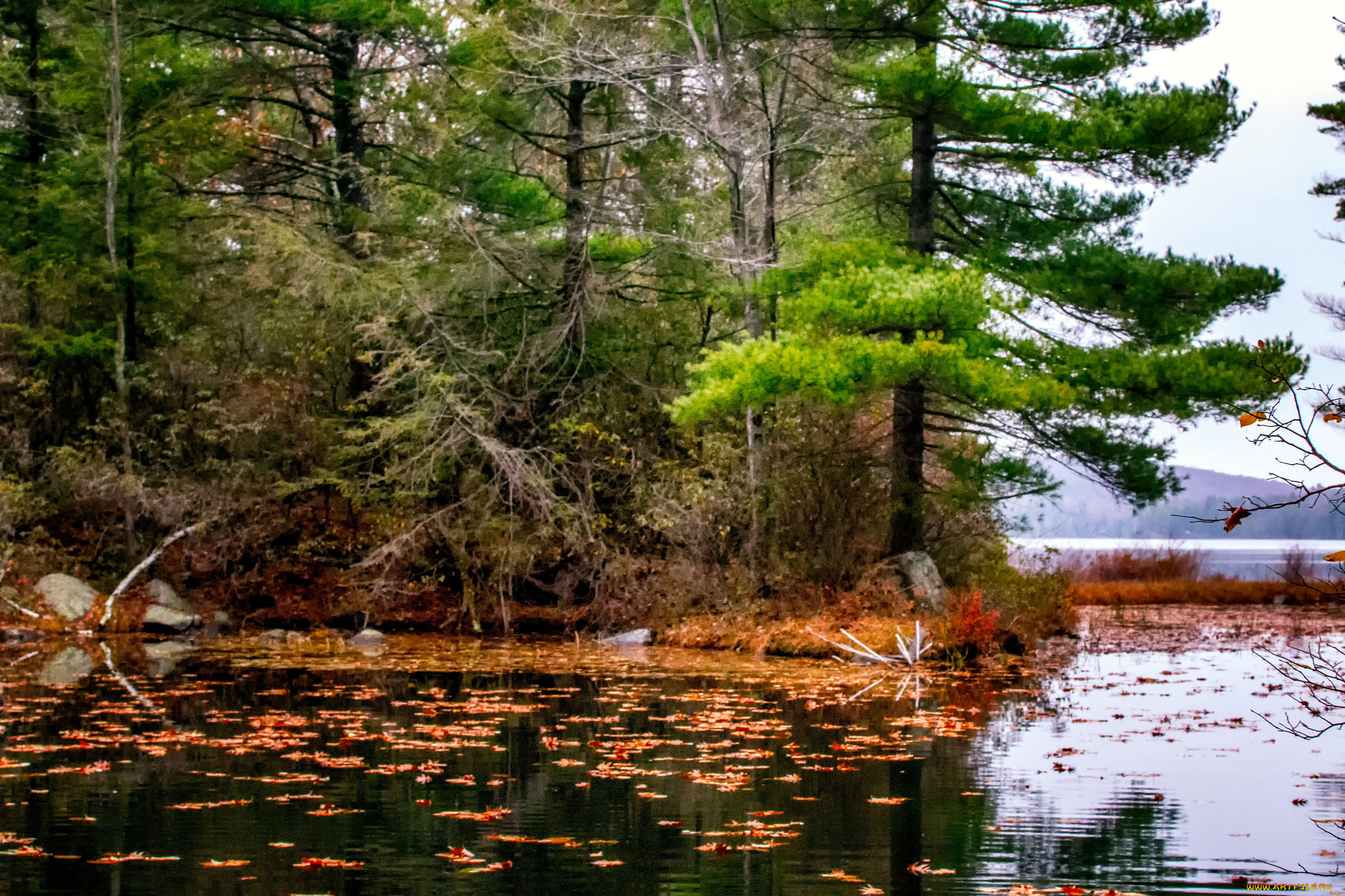 природа, реки, озера, река, лес