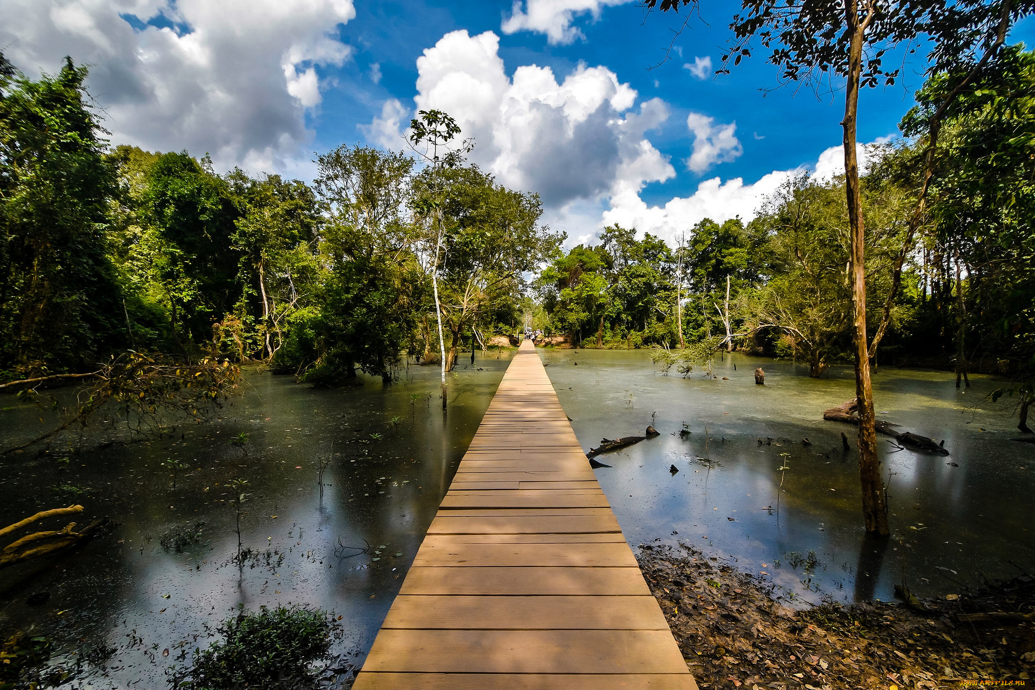 природа, реки, озера, река, лес