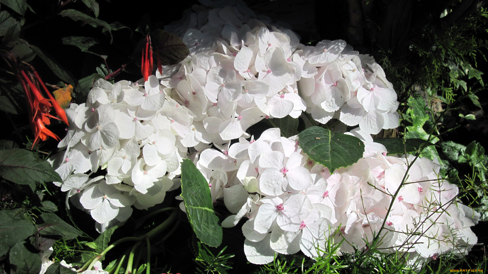 цветы, гортензия, белый