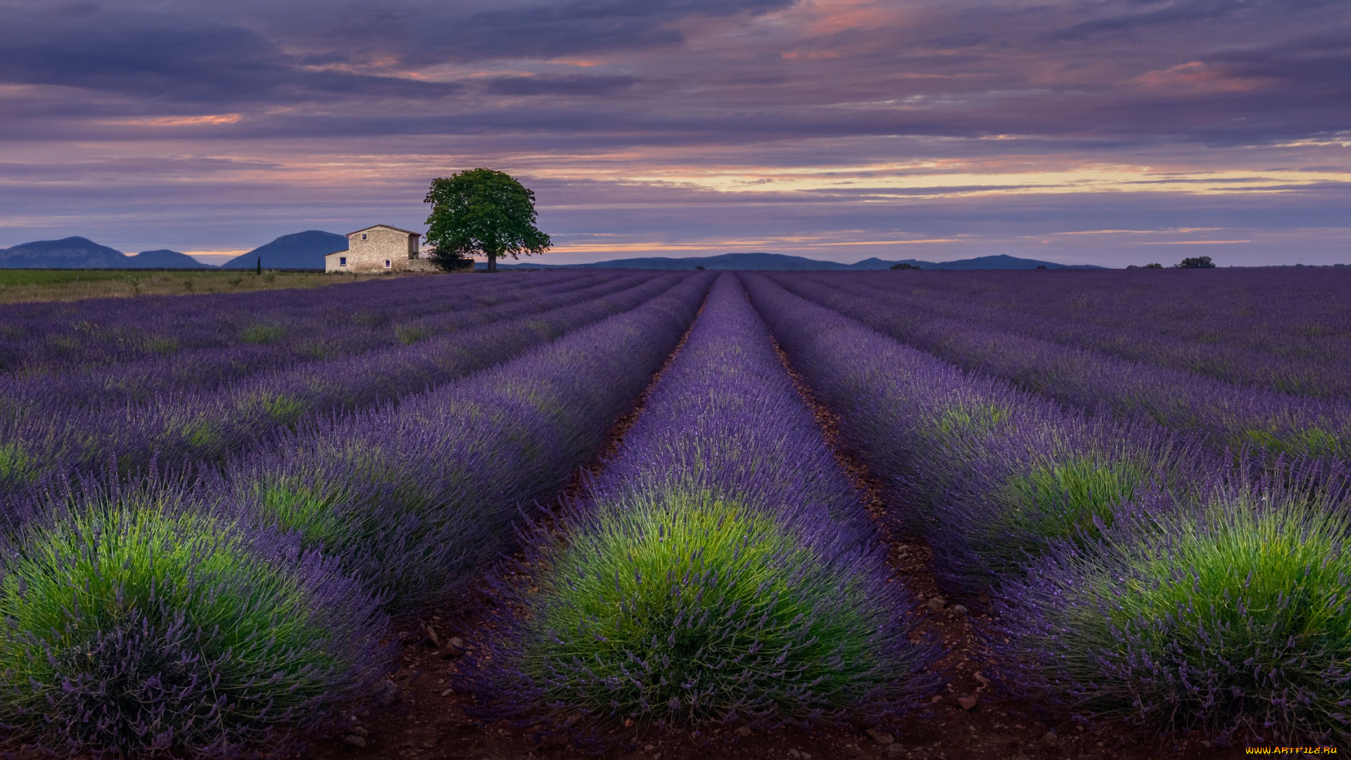 цветы, лаванда, вечер, дом, поле, небо, плато, валенсоль, облака, прованс