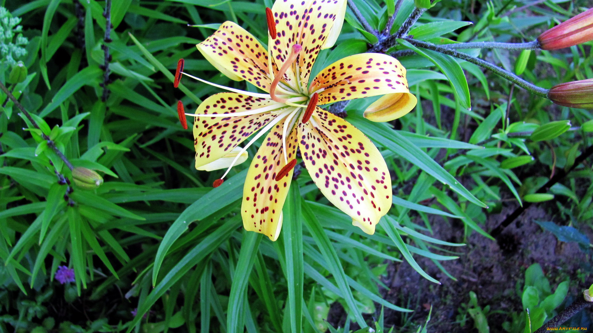 цветы, лилии, , лилейники, лилия, тигровая