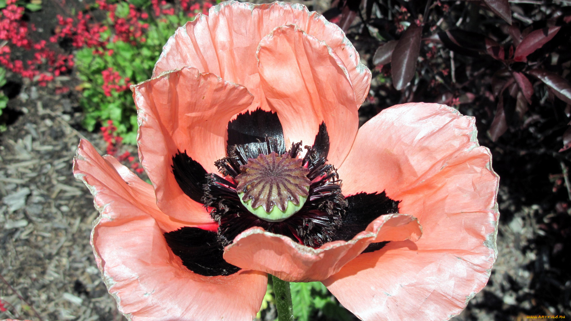 цветы, маки, макро