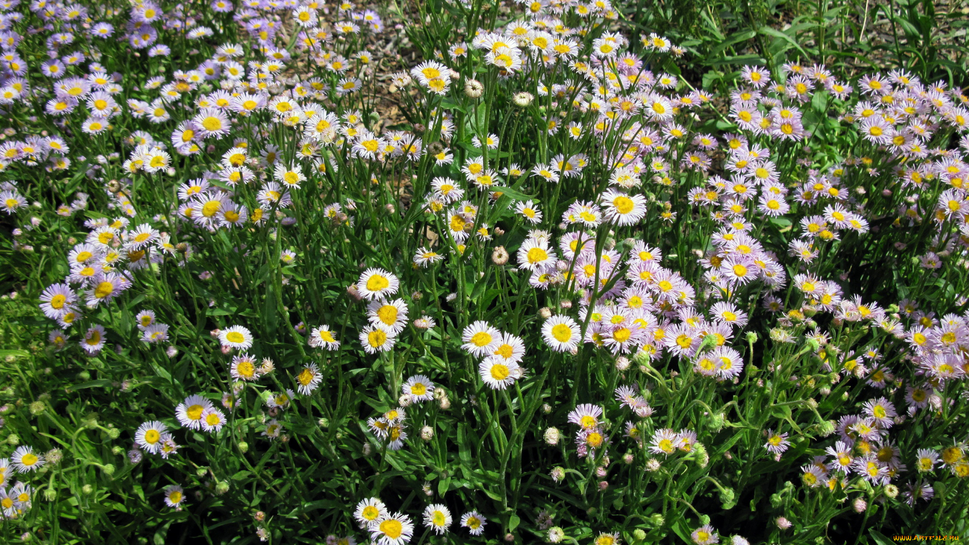 цветы, маргаритки, много