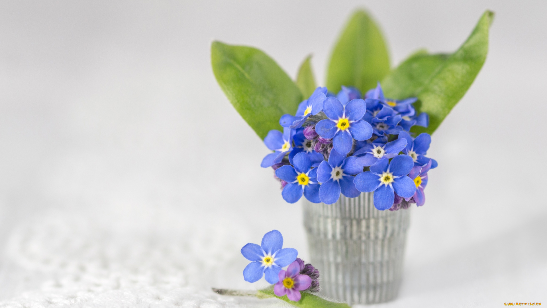 цветы, незабудки, букетик, фон