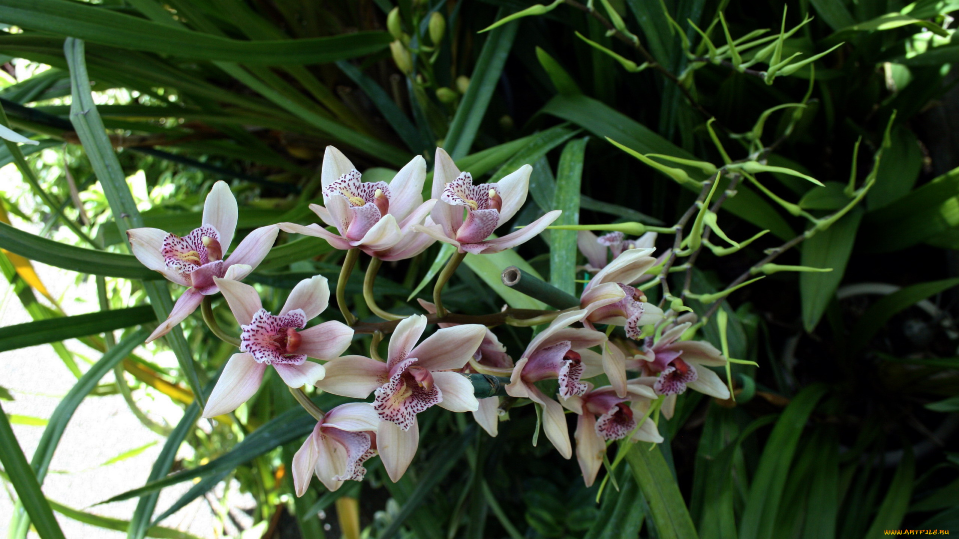 цветы, орхидеи, экзотика