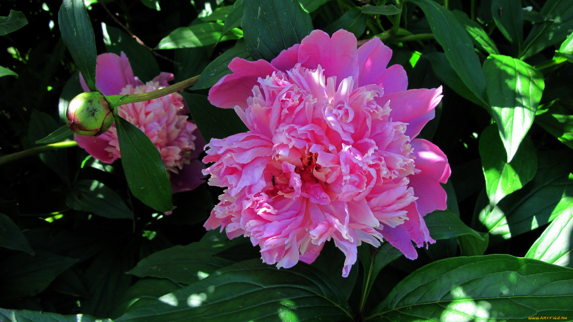 цветы, пионы, розовый