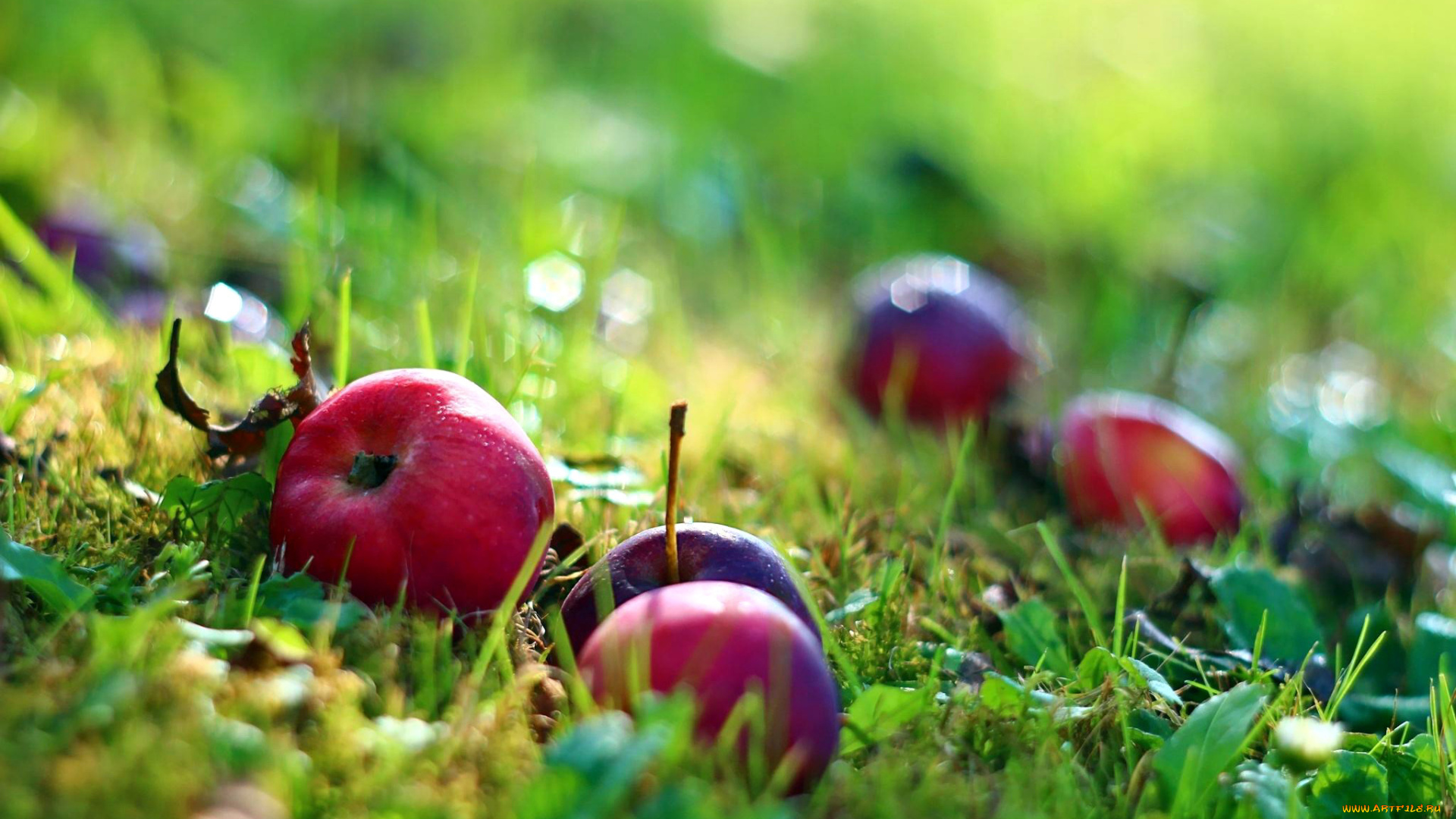 еда, Яблоки, боке, трава, яблоки