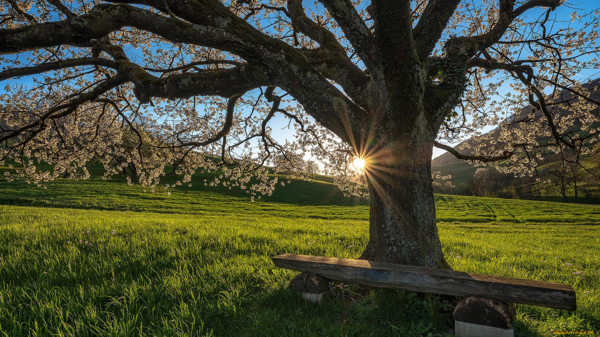 природа, деревья, закат, поле, лавочка, холмы