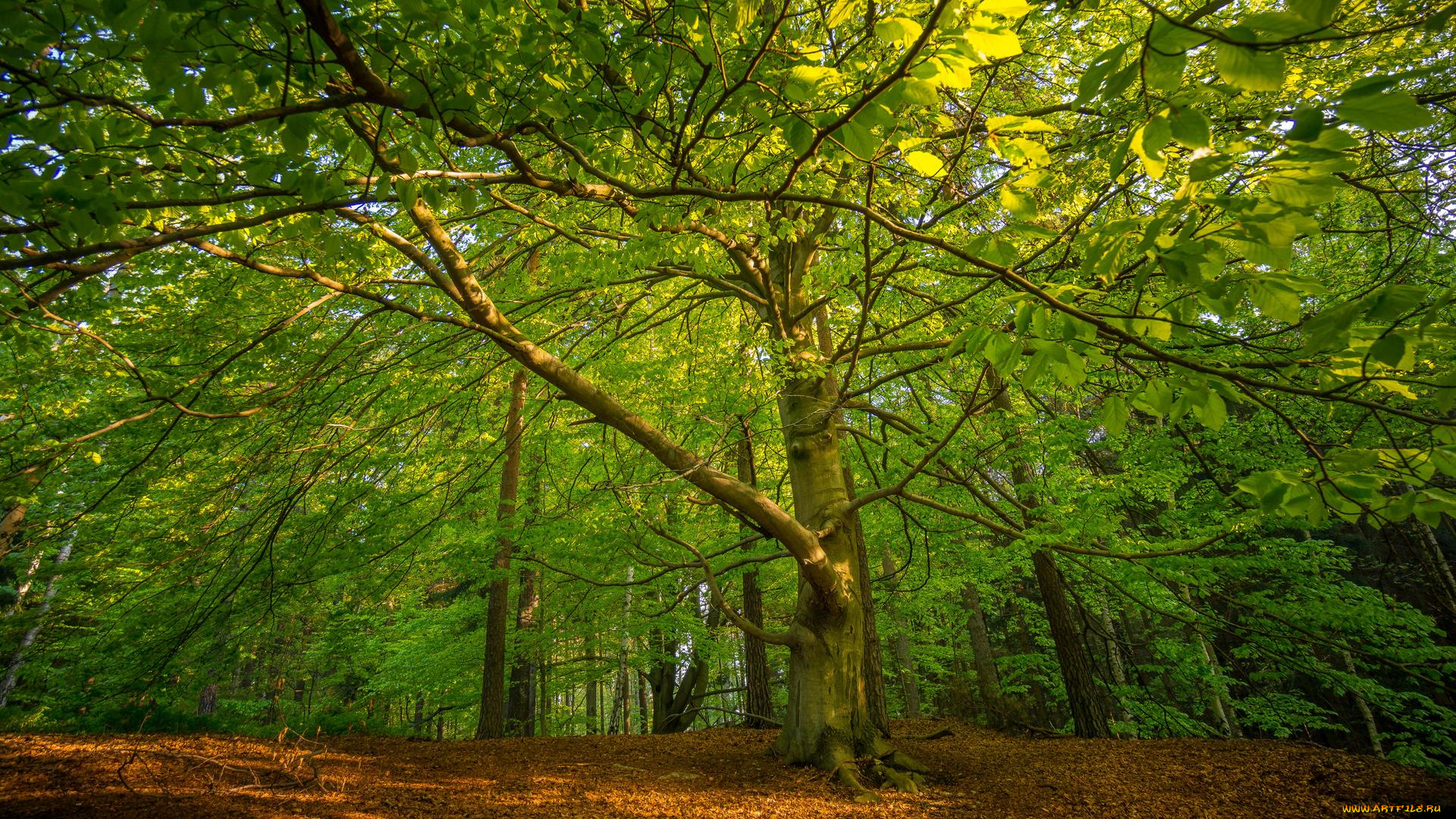 природа, лес, деревья