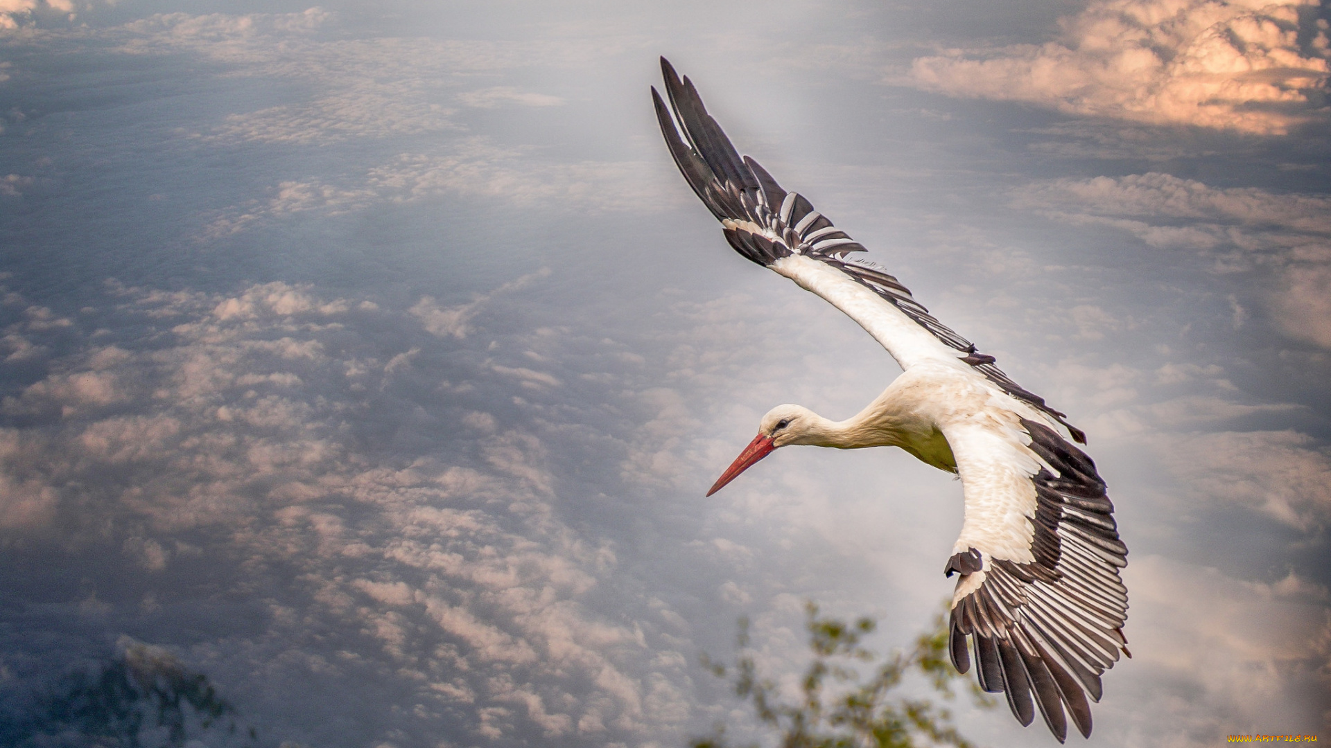 животные, аисты, птичка