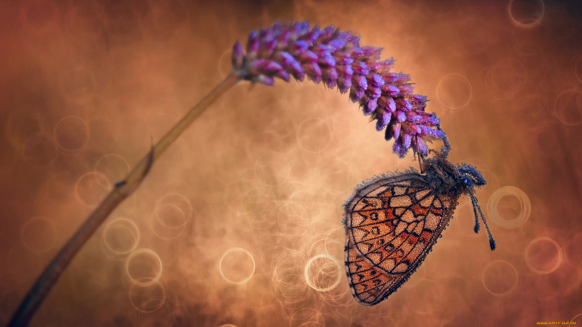 животные, бабочки, , мотыльки, , моли, капли, цветок, макро, свет, боке, бабочка, роса