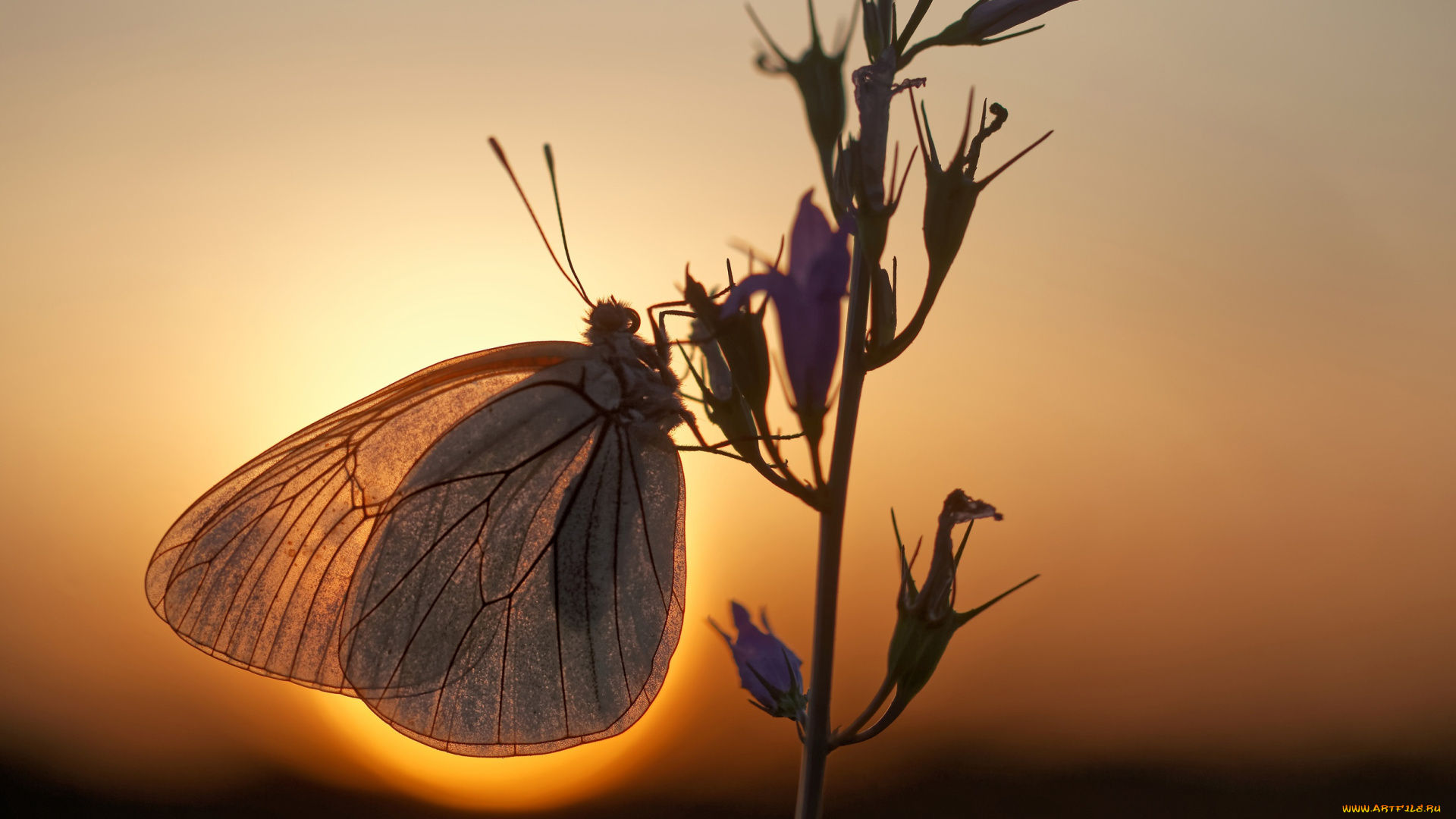 животные, бабочки, , мотыльки, , моли, солнце, макро, бабочка, ветка, вечер, боке