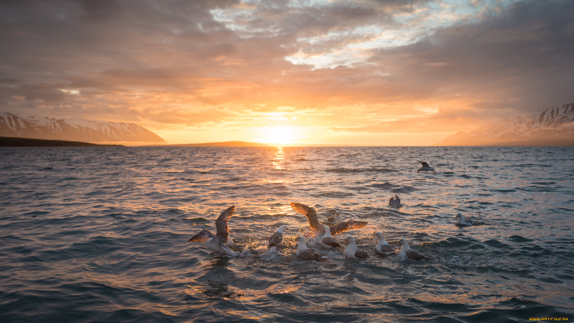 животные, Чайки, , бакланы, , крачки, птичка