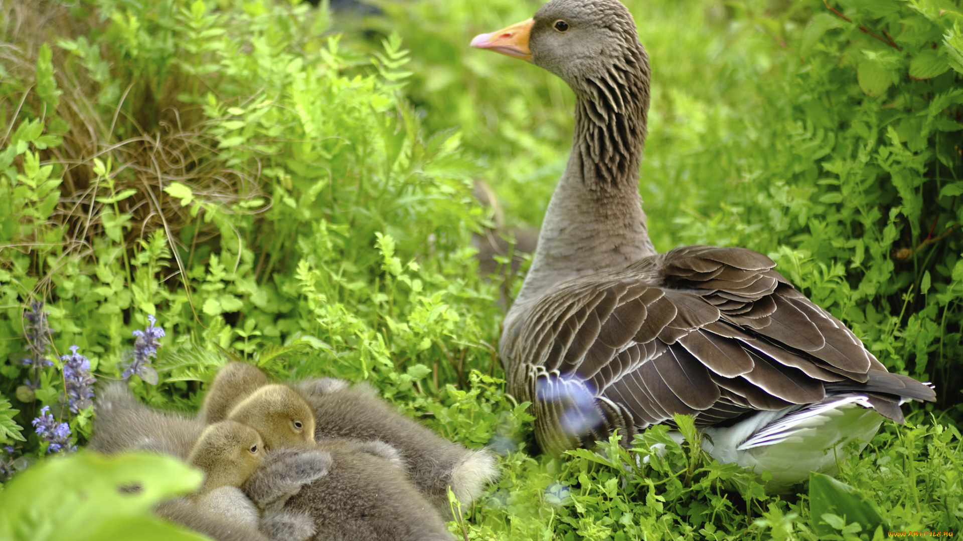 животные, гуси, птичка