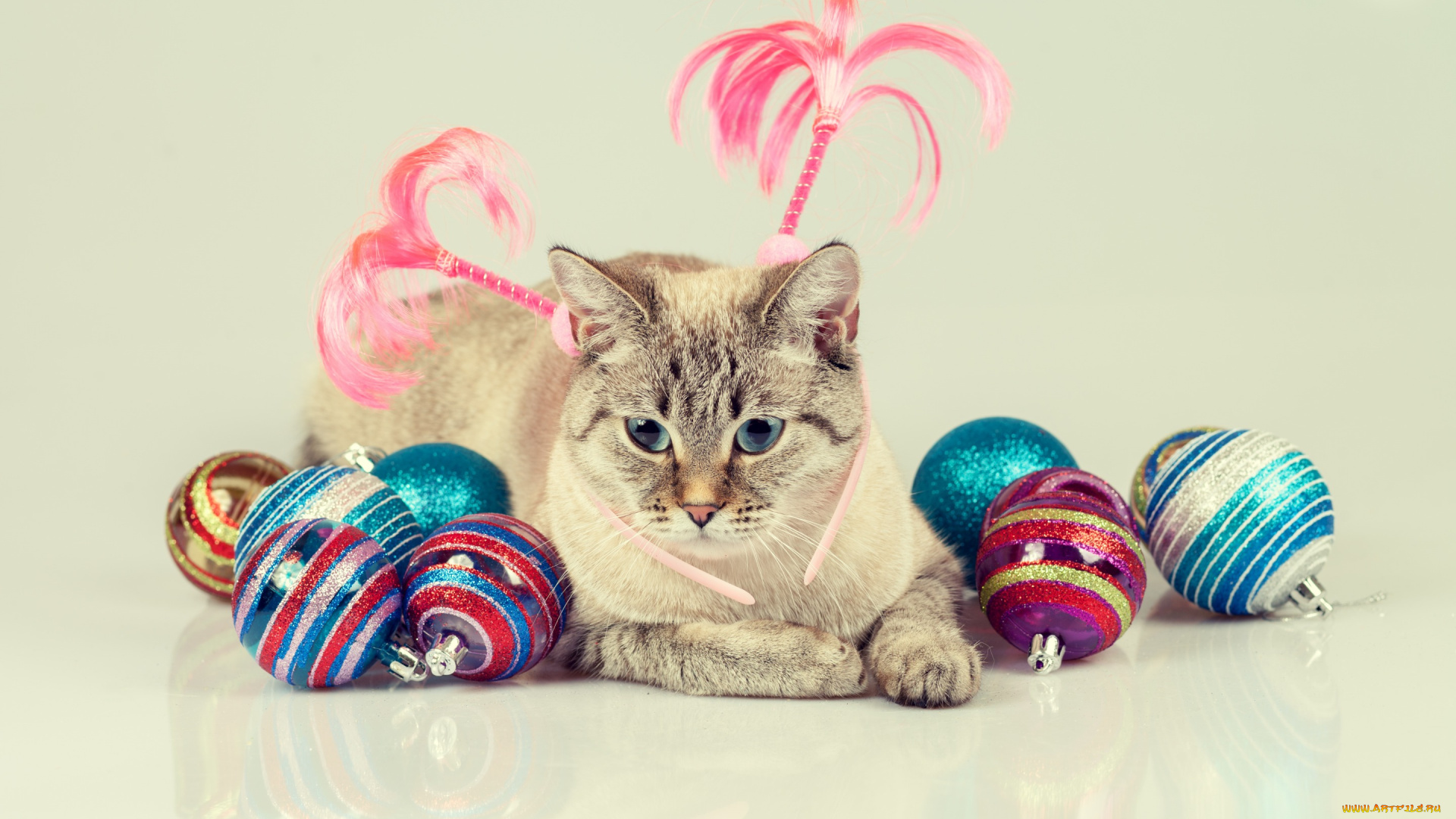 животные, коты, игрушки, шарики, кот, кошка