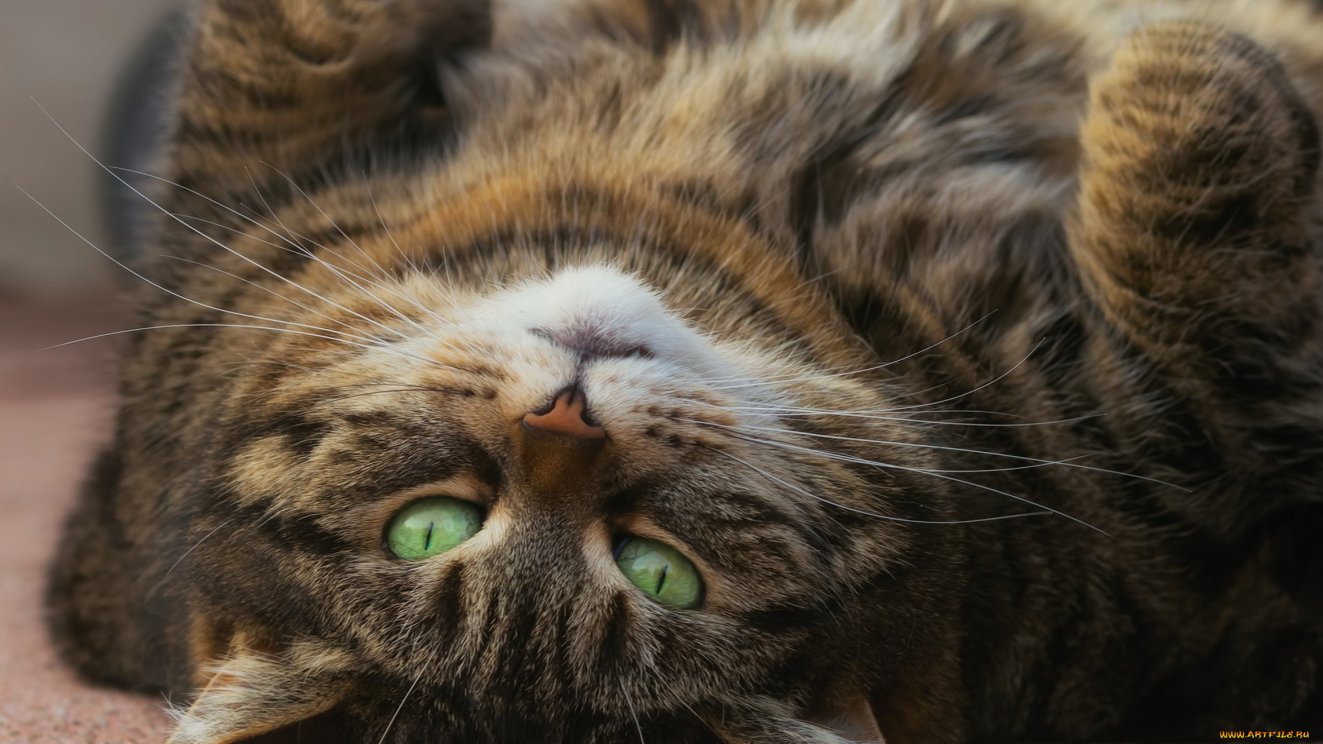 животные, коты, кошка, зелёные, глаза, взгляд