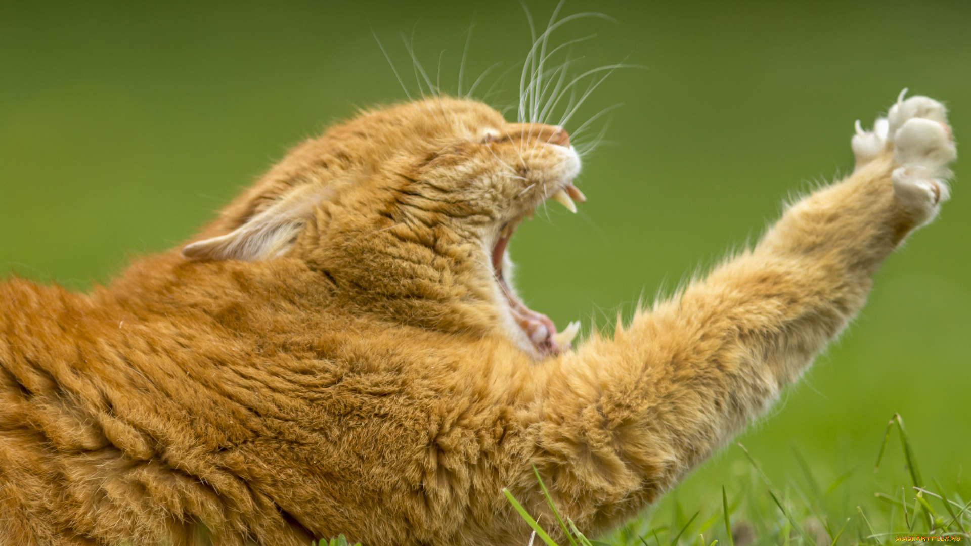 животные, коты, потягушки, зевок, кот, зевает, рыжий, лапа