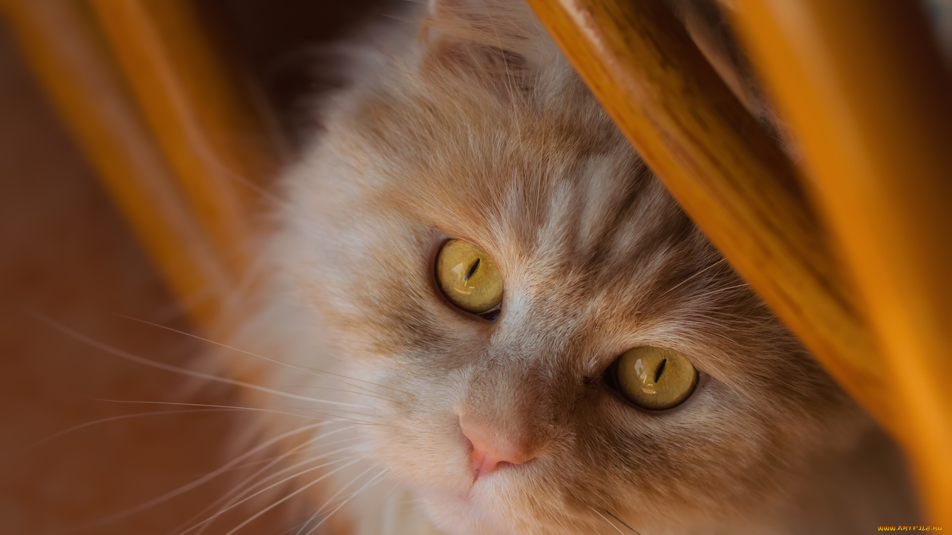 животные, коты, рыжий, кот, мордочка, взгляд