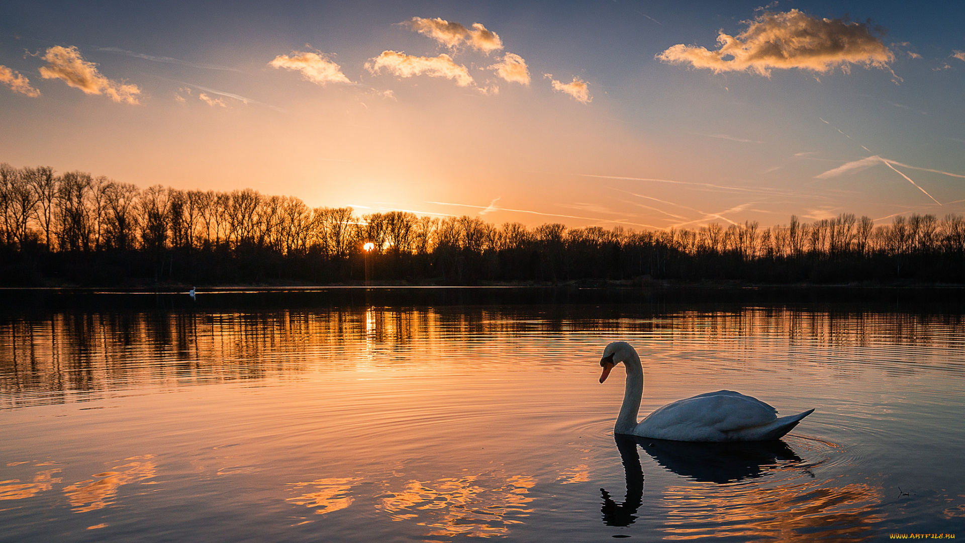 животные, лебеди, птичка